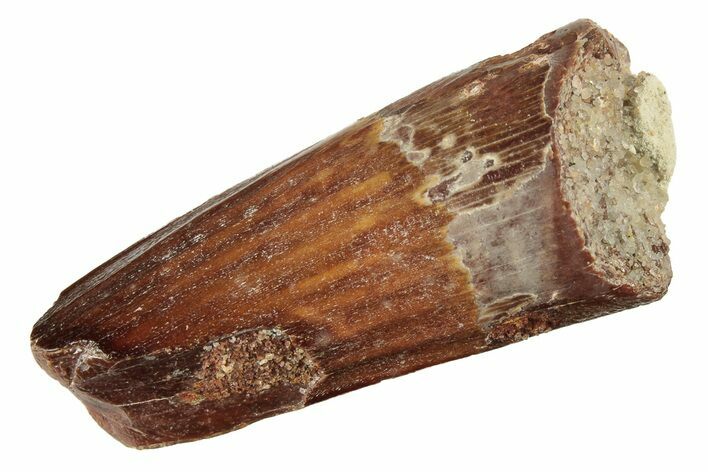 Fossil Spinosaurus Tooth - Real Dinosaur Tooth #226327